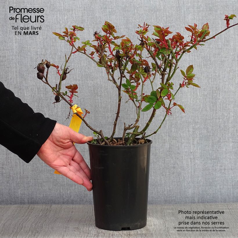 Exemplaar van Rosier couvre-sol Knock Out Radrazz Pot de 4L/5L zoals geleverd in de winter