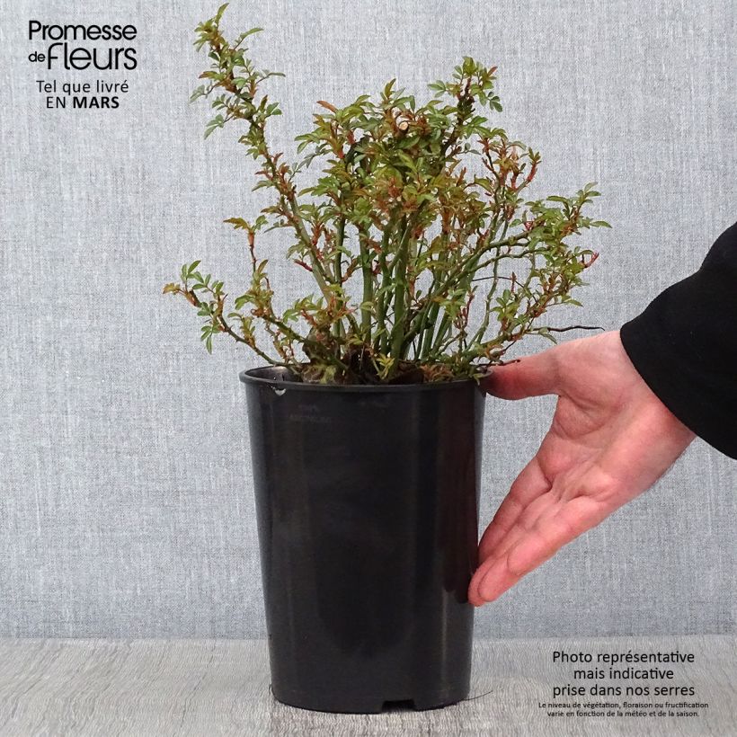 Exemplaar van Rosa Nozomi - Bodembedekkende roos Pot van 1 l/1,5 l zoals geleverd in de winter