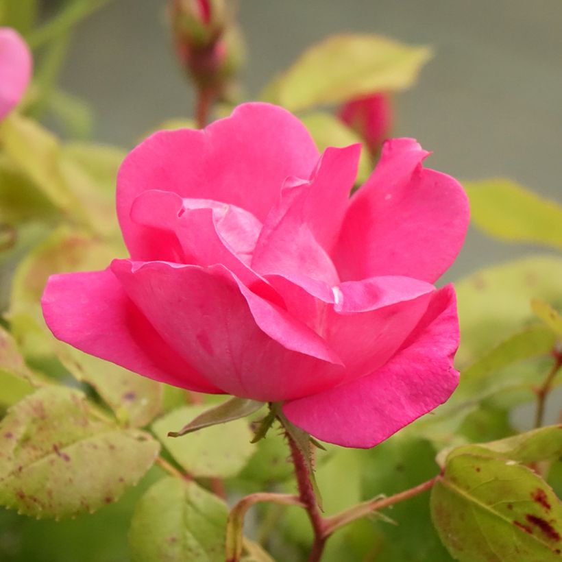 Rosa Pink Knock Out - Bodembedekkende roos (Bloei)