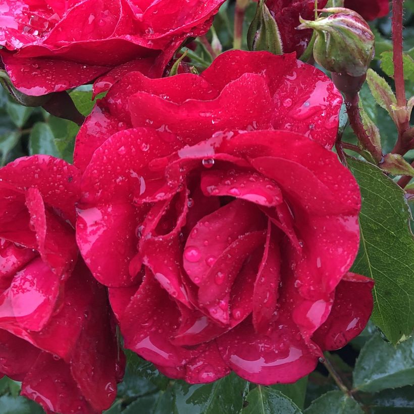 Rosa Rotilia - Bodembedekkende roos (Bloei)