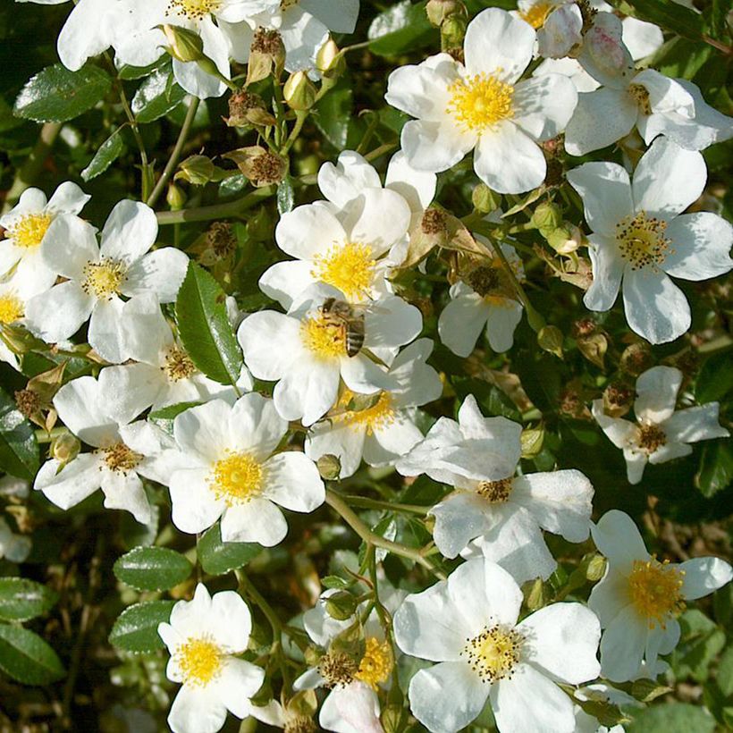 Rosa Snow Star - Bodembedekkende roos (Bloei)