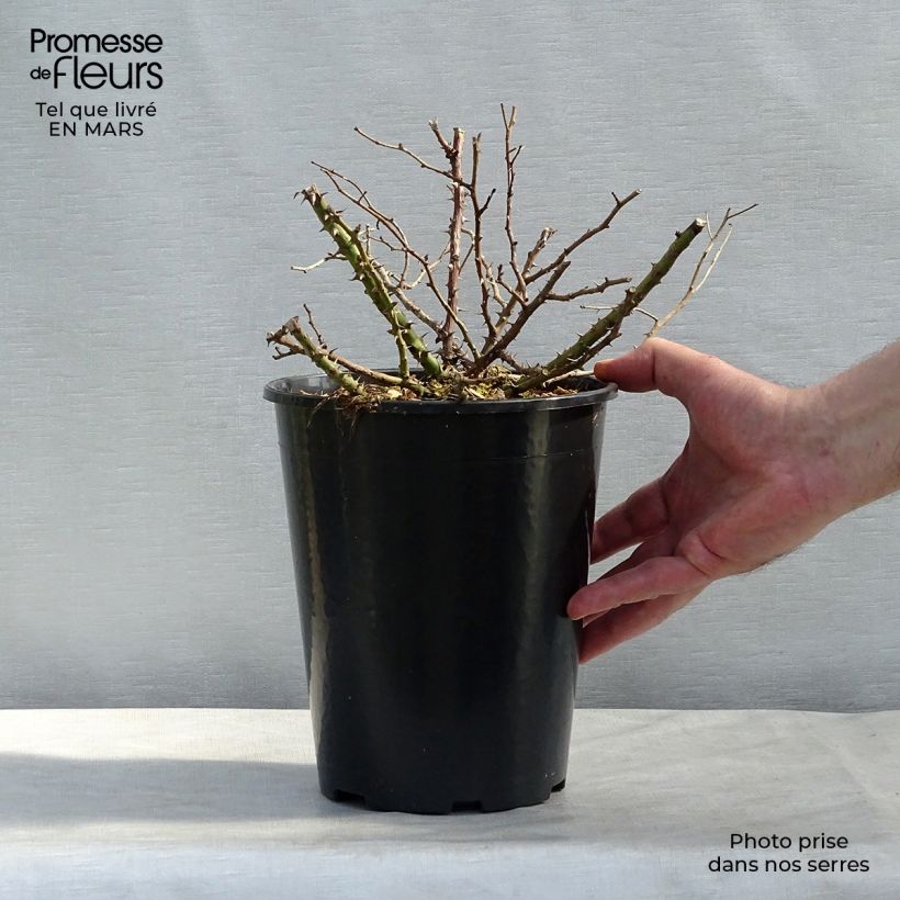 Exemplaar van Rosa Tapis Rouge - Bodembedekkende roos Pot van 2 l/3 l zoals geleverd in de lente