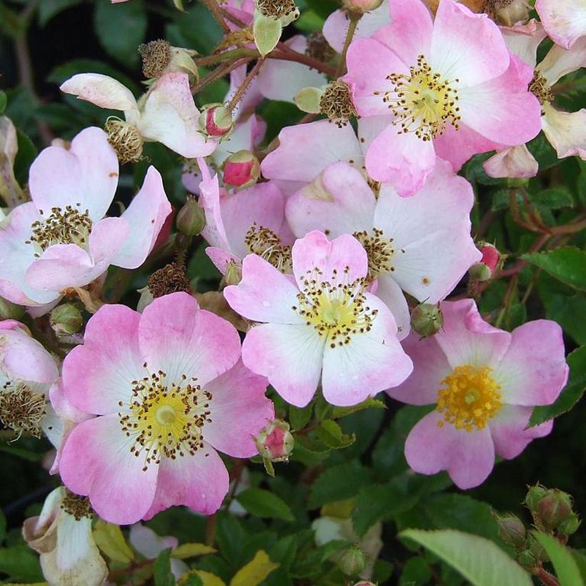 Rosa Tapis Volant - Bodembedekkende roos (Bloei)