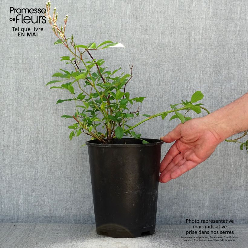 Exemplaar van Rosa Tapis Volant - Bodembedekkende roos Pot van 4 l/5 l zoals geleverd in de lente