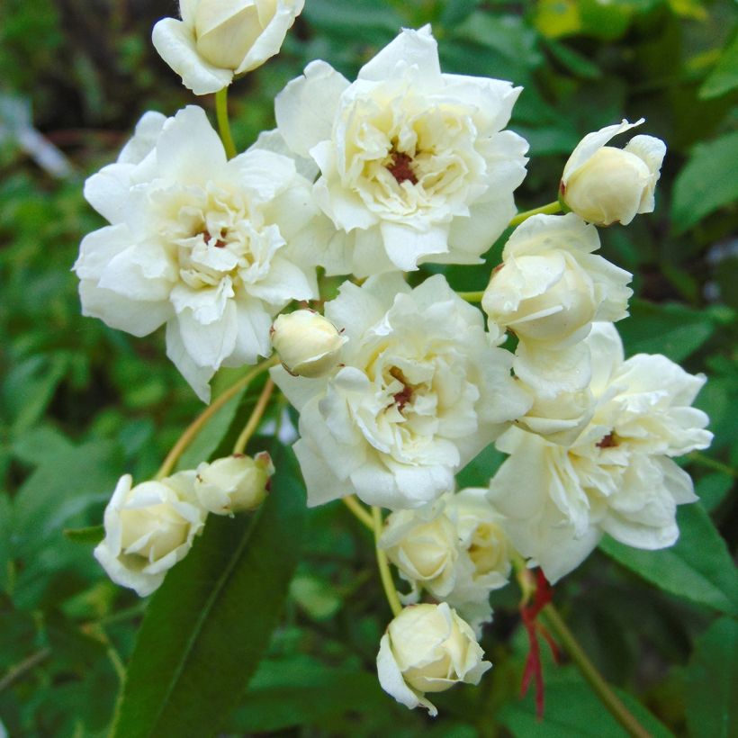 Rosa banksiae Alba Plena - Banksia roos (Bloei)