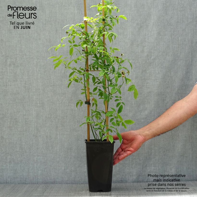 Exemplaar van Rosa banksiae Alba Plena - Banksia roos Pot van 2 l/3 l zoals geleverd in de zomer