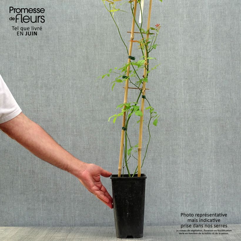 Example of Rosa banksiae Alba Plena - Banksia roos Pot van 2 l/3 l as you get in printemps