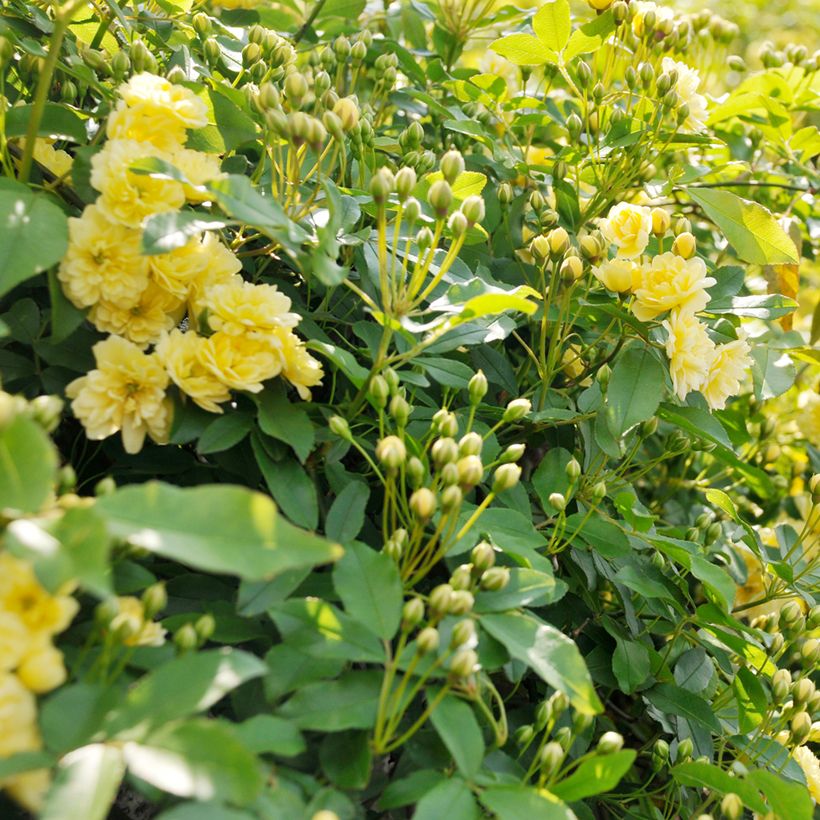 Rosa banksiae Lutea - Banksia roos (Blad)