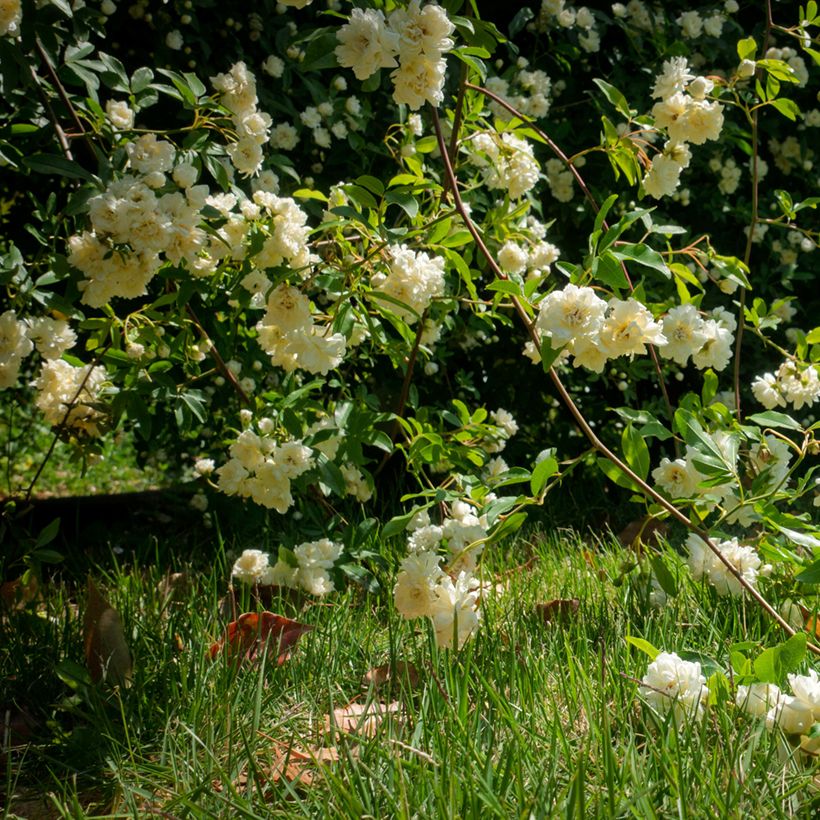 Rosa banksiae Lutea - Banksia roos (Groeiplaats)
