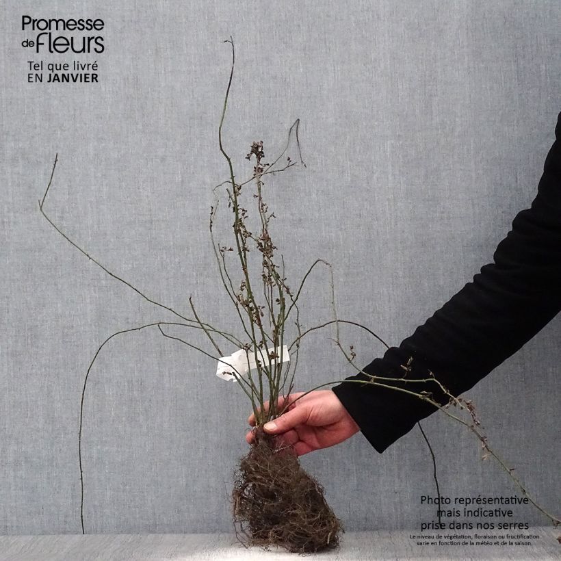 Exemplaar van Rosa arvensis - Bosroos Naakte wortel zoals geleverd in de winter