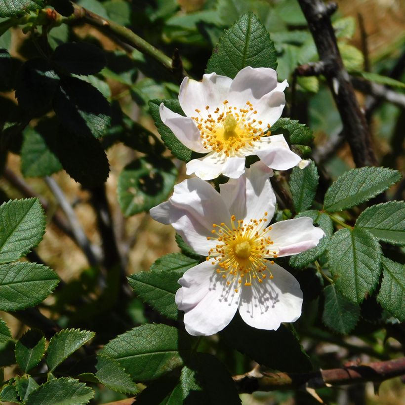 Rosa arvensis - Bosroos (Blad)