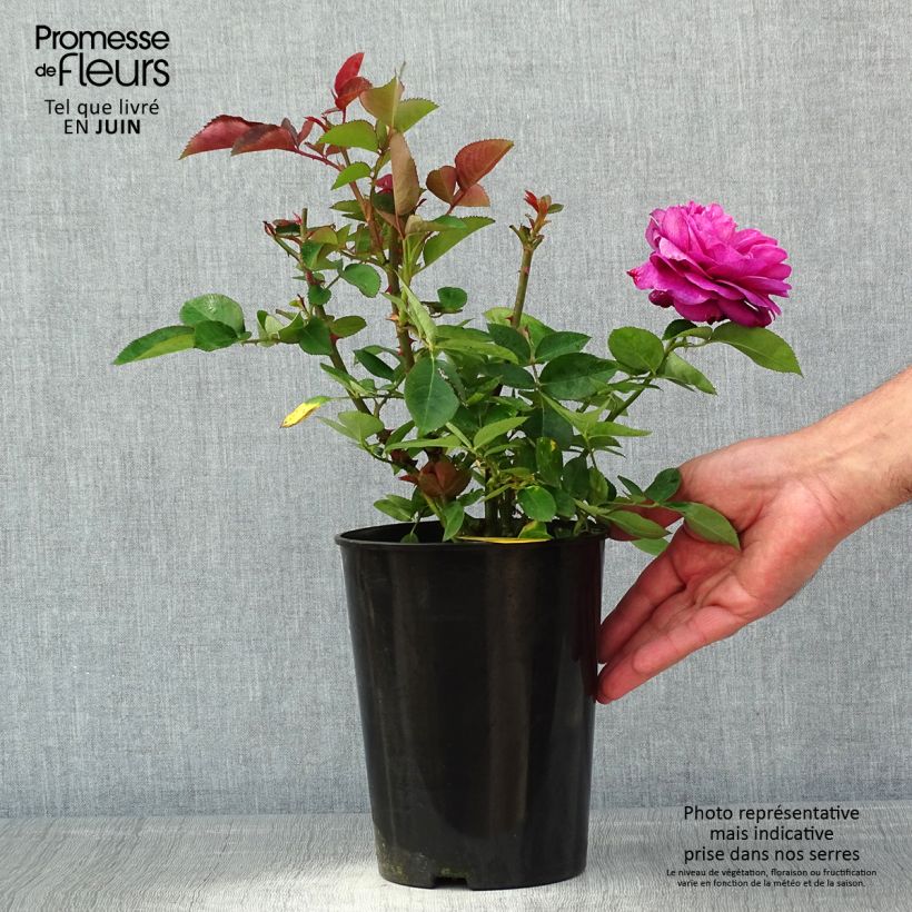 Example of Rosa Heidi Klum Rose - Trosroos Pot van 4 l/5 l as you get in printemps