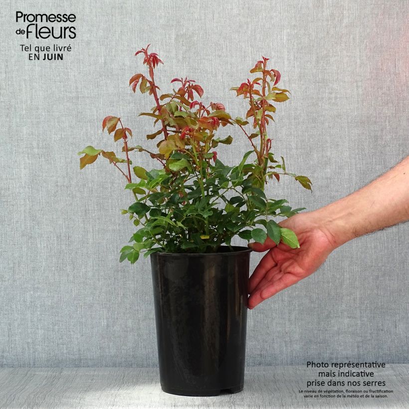 Example of Rosa Alaska - Klimroos Pot van 4 l/5 l as you get in printemps