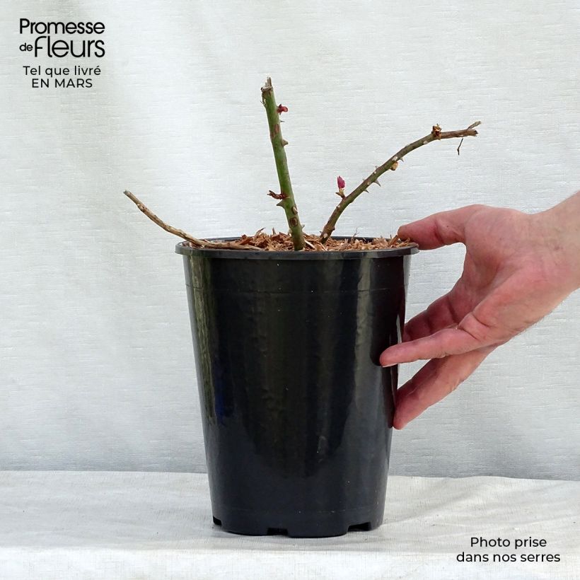 Example of Rosa Albertine - Klimroos Pot van 4 l/5 l as you get in printemps