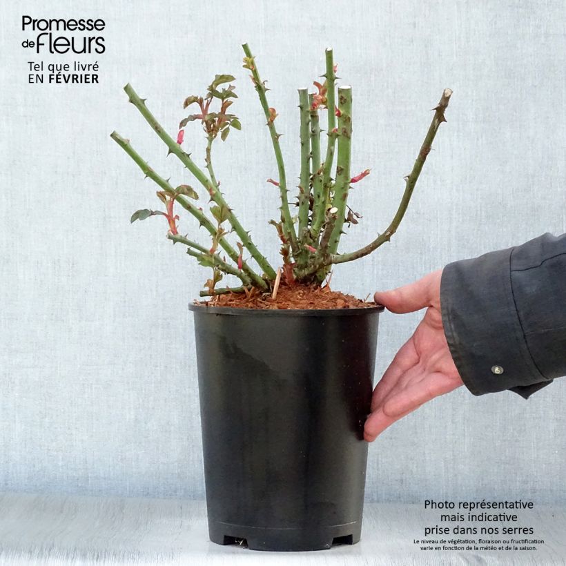 Exemplaar van Rosa Ali Baba - Klimroos Pot van 4 l/5 l zoals geleverd in de winter
