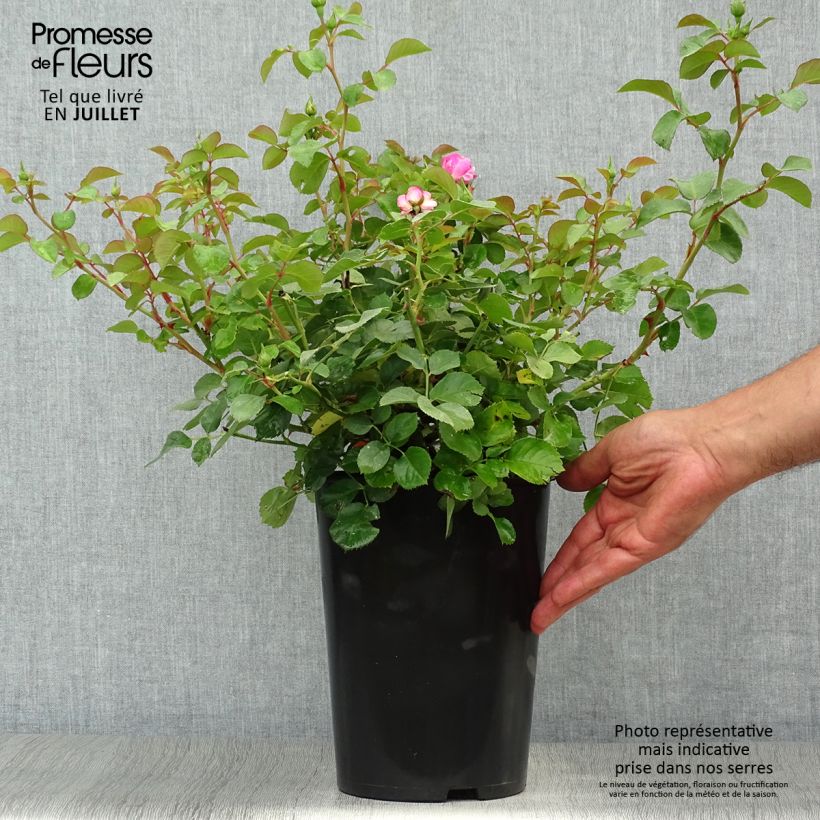 Exemplaar van Rosa Allegro - Klimroos Pot van 4 l/5 l zoals geleverd in de zomer