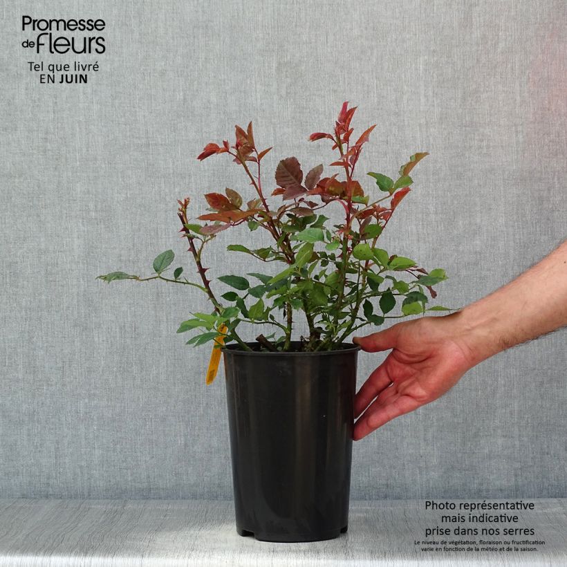Example of Rosa Aloha - Klimroos Pot van 4 l/5 l as you get in printemps