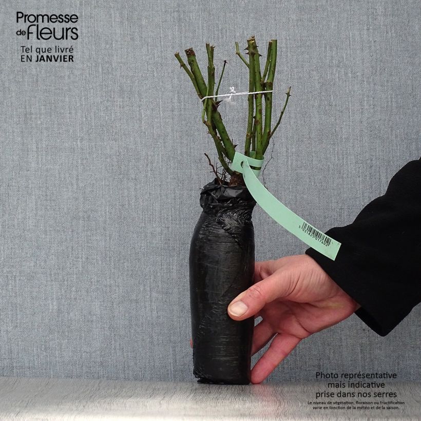 Exemplaar van Rosa Aloha - Doorbloeiende Klimroos In kluit zoals geleverd in de winter