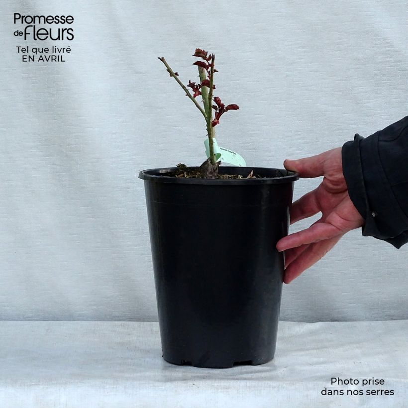 Example of Rosa Amadeus - Grootbloemige Klimroos Pot van 4 l/5 l as you get in printemps