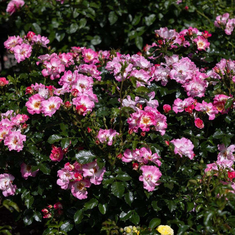 Rosa American Pillar - Klimroos (Bloei)