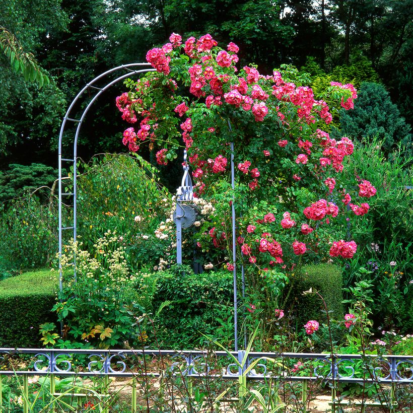 Rosa American Pillar - Klimroos (Groeiplaats)