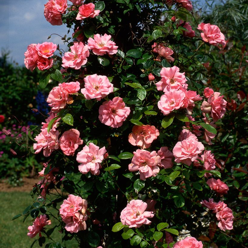 Rosa Bantry Bay - Klimroos (Groeiplaats)