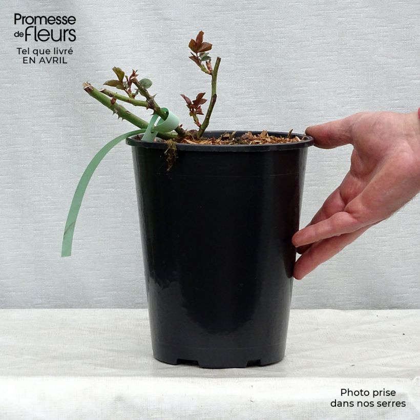 Example of Rosa Bantry Bay - Klimroos Pot van 4 l/5 l as you get in printemps