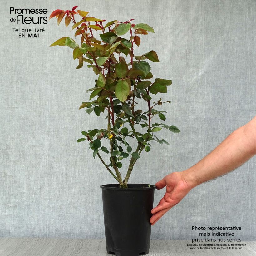Example of Rosa Compassion - Klimroos Pot van 4 l/5 l as you get in printemps