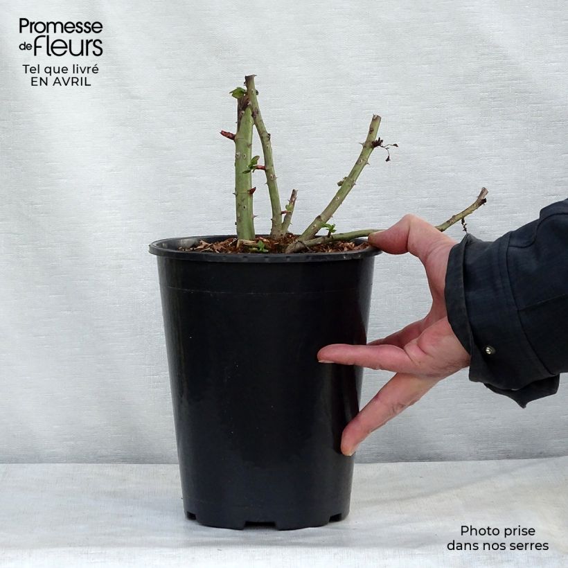 Example of Rosa Blaze Superior - Klimroos Pot van 4 l/5 l as you get in printemps