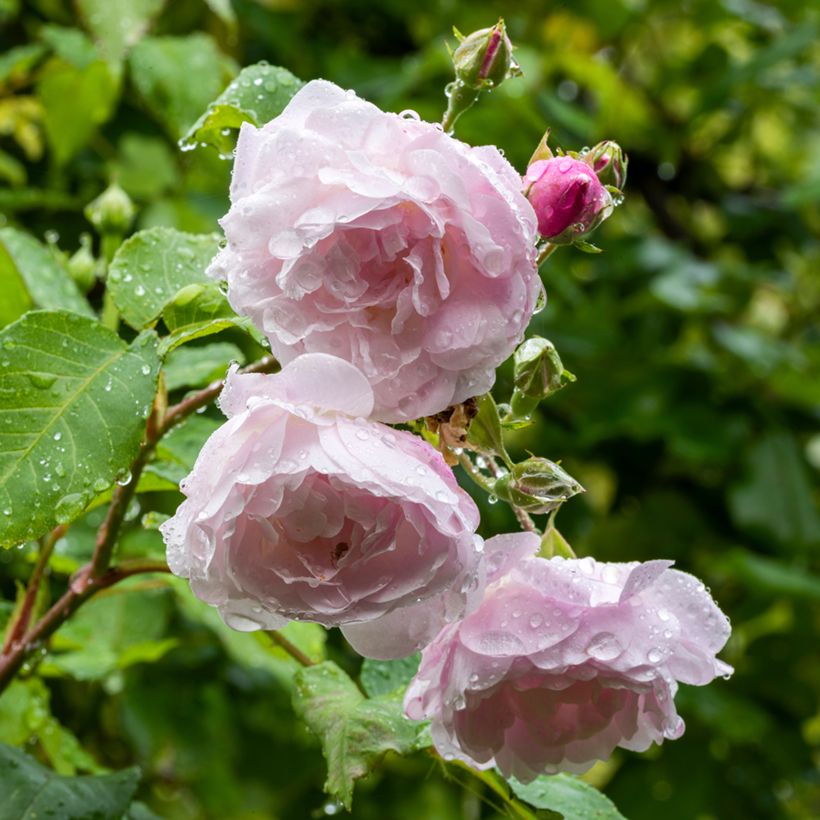 Rosa Blush Noisette - Klimroos (Bloei)
