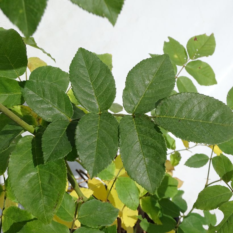 Rosa Blush Noisette - Klimroos (Blad)