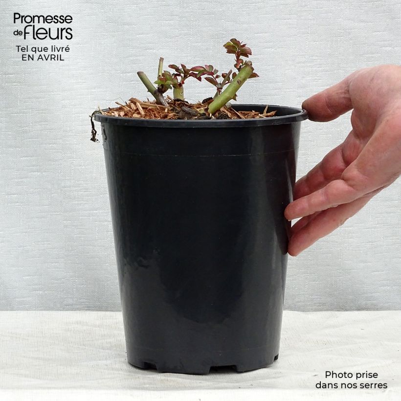 Exemplaar van Rosa Clair Matin - Grootbloemige klimroos Pot van 4 l/5 l zoals geleverd in de lente