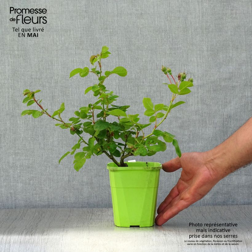 Example of Rosa Climbing Max Jasmina - Klimroos Pot van 3 l/4 l as you get in printemps