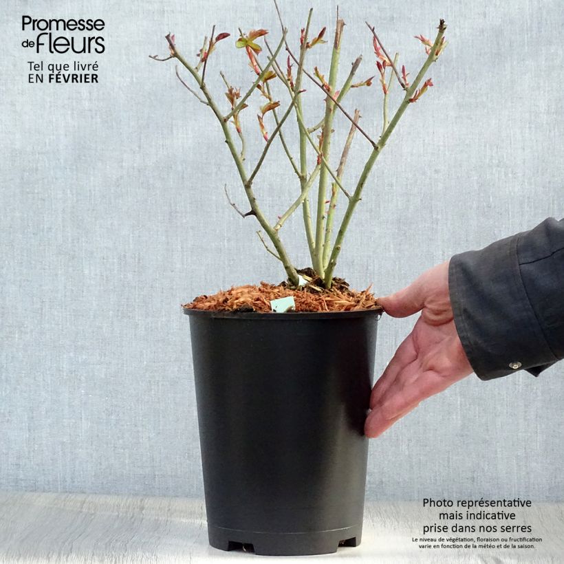 Exemplaar van Rosier grimpant Cocktail Pot de 4L/5L zoals geleverd in de winter