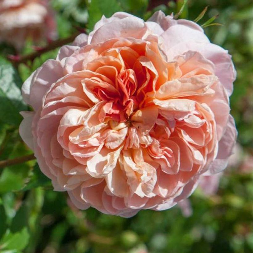 Rosa Colette - Klimroos (Bloei)