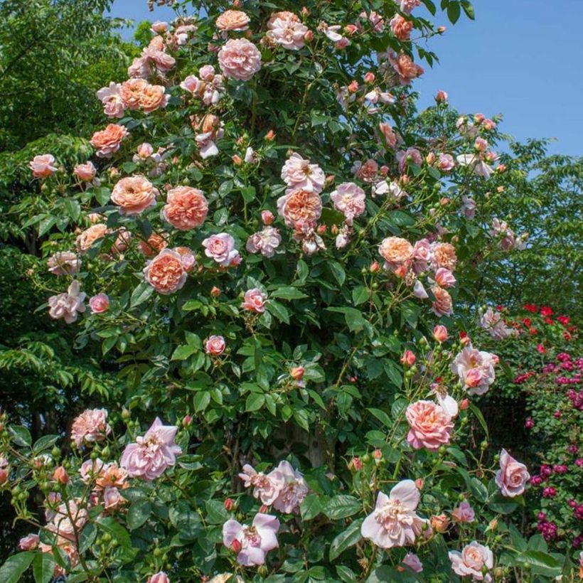 Rosa Colette - Klimroos (Groeiplaats)