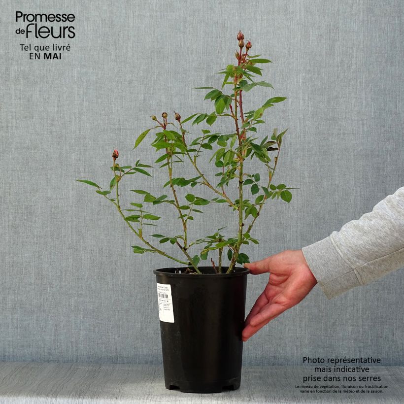 Example of Rosa Colette - Klimroos Pot van 4 l/5 l as you get in printemps