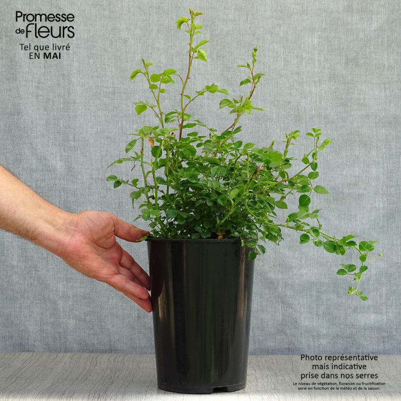 Example of Rosa Crimson Shower - Klimroos Pot van 3 l/4 l as you get in printemps