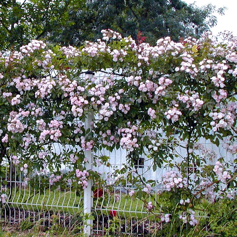Rosa Dentelle de Malines - Klimroos (Groeiplaats)