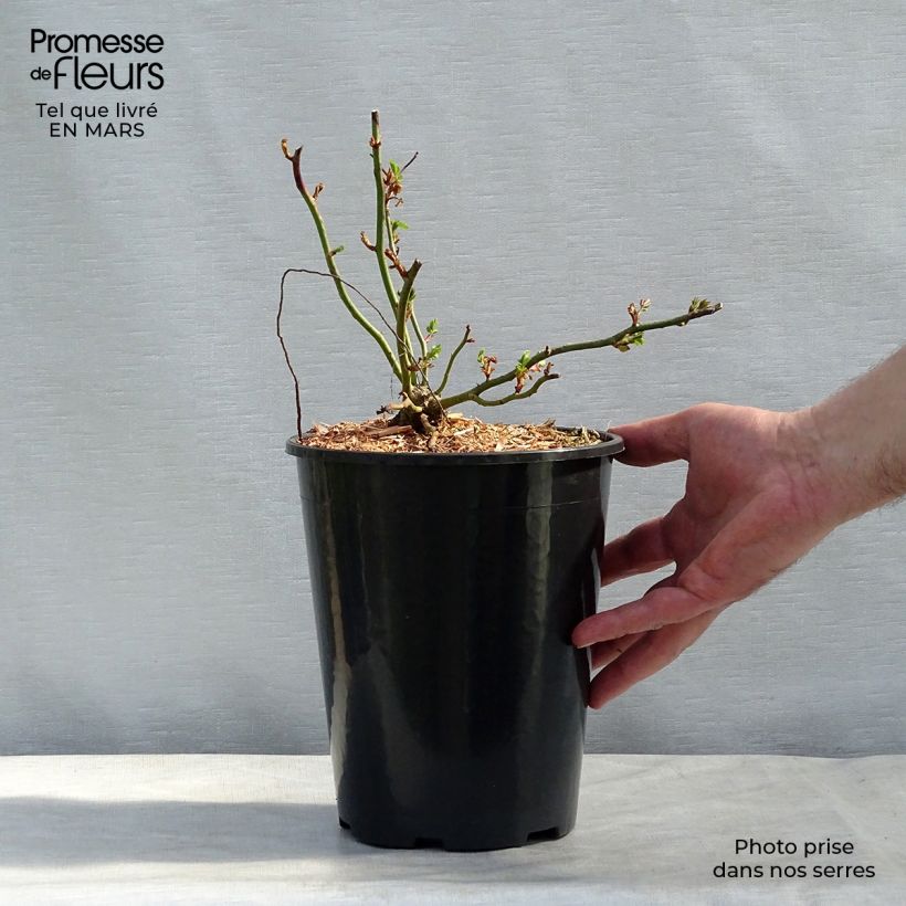 Exemplaar van Rosa Dorothy Perkins - Klimroos Pot van 4 l/5 l zoals geleverd in de winter