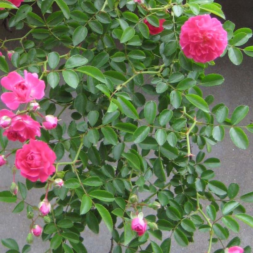 Rosa Excelsa - Klimroos (Foliage)