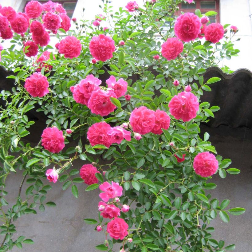 Rosa Excelsa - Klimroos (Plant habit)