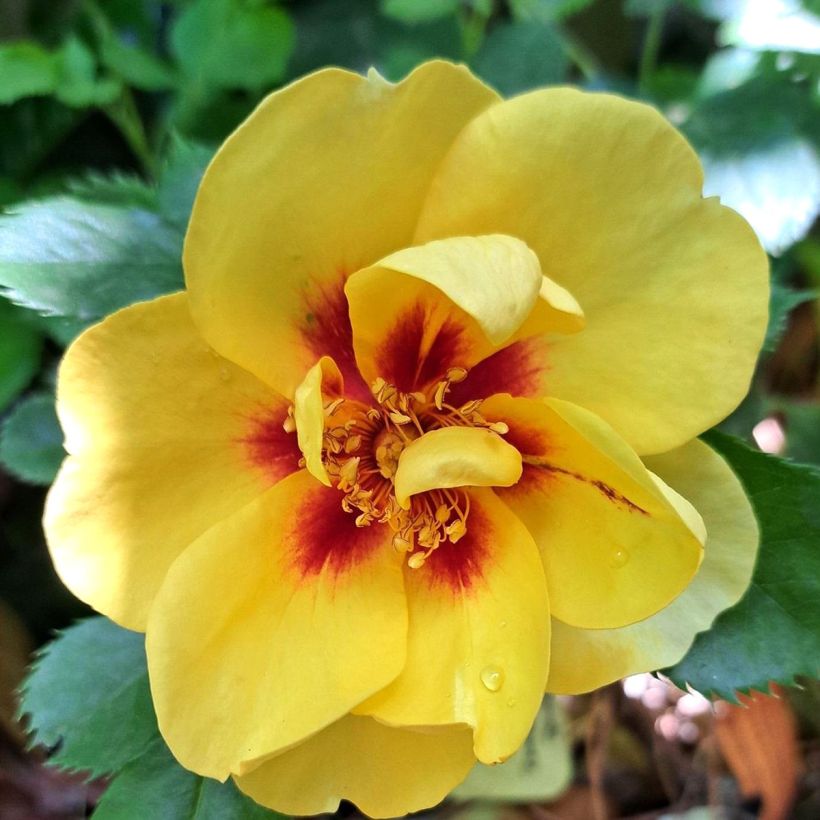 Rosa Eyeconic - Klimroos (Bloei)