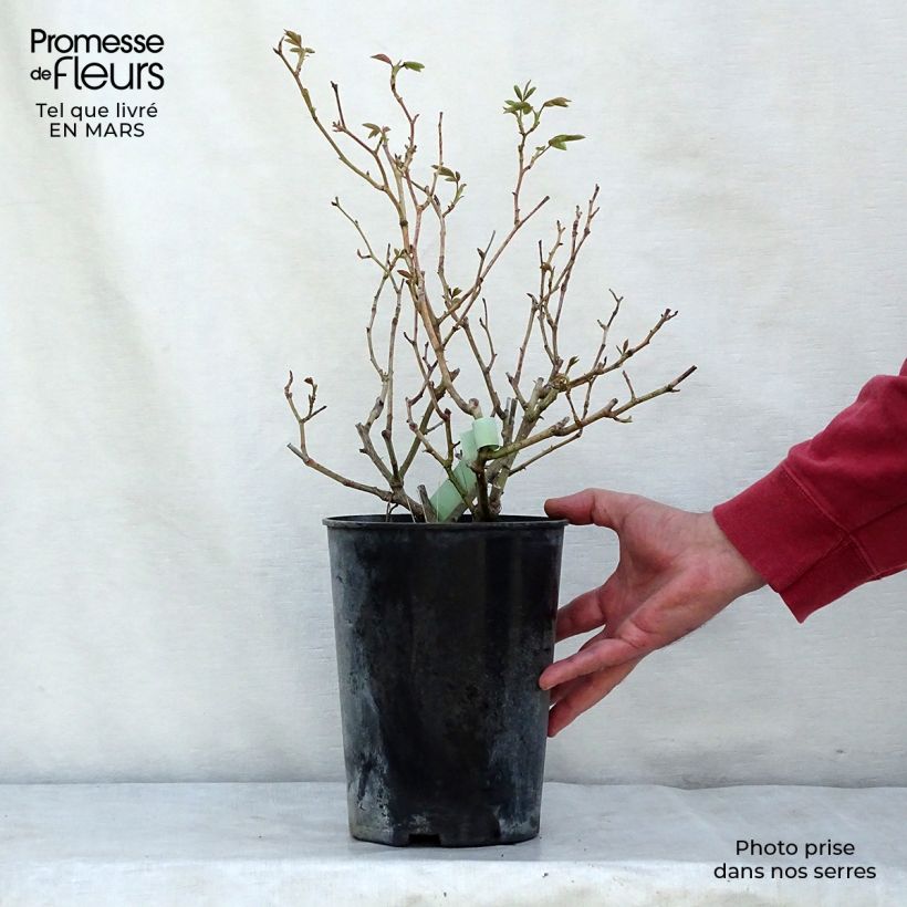 Example of Rosa Climbing Iceberg - Klimroos Pot van 4 l/5 l as you get in printemps