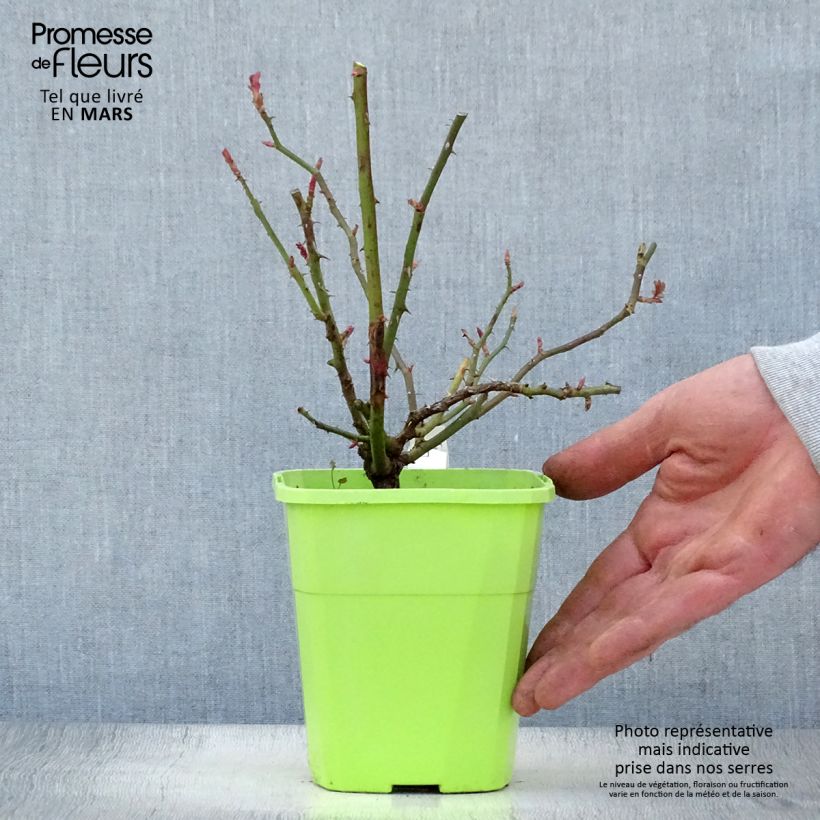 Example of Rosa Florentina - Klimroos Pot van 4 l/5 l as you get in printemps