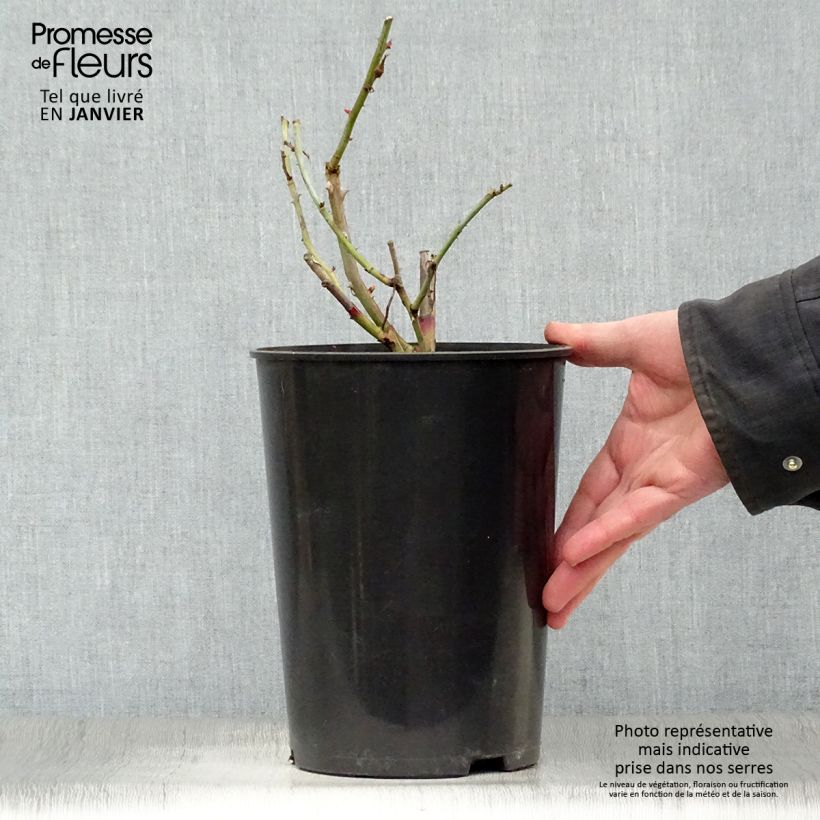 Exemplaar van Rosa Gloire de Dijon - Grootbloemige Klimroos Pot van 4 l/5 l zoals geleverd in de winter