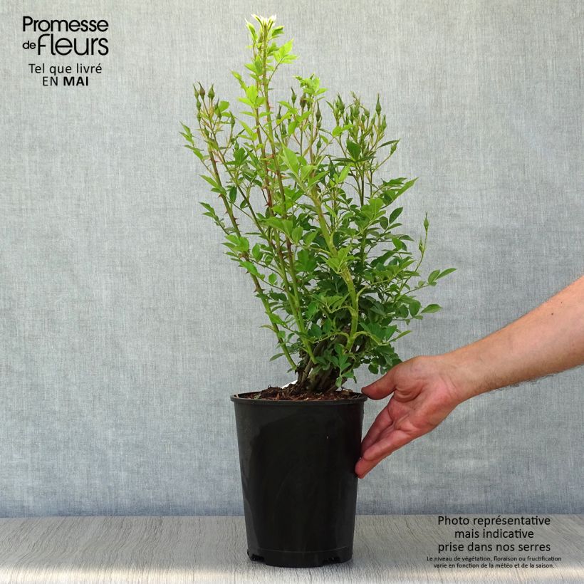 Example of Rosa Golden Age - Klimroos Pot van 4 l/5 l as you get in printemps