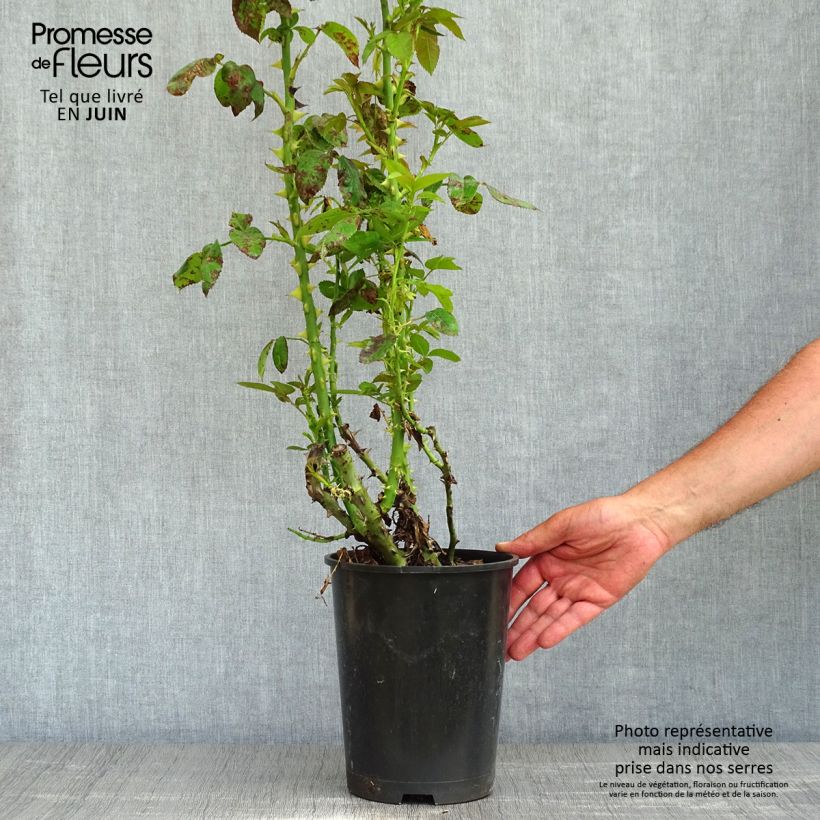 Example of Rosa Golden Boy - Klimroos Pot van 4 l/5 l as you get in printemps