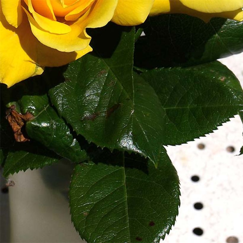 Rosa Golden Boy - Klimroos (Foliage)