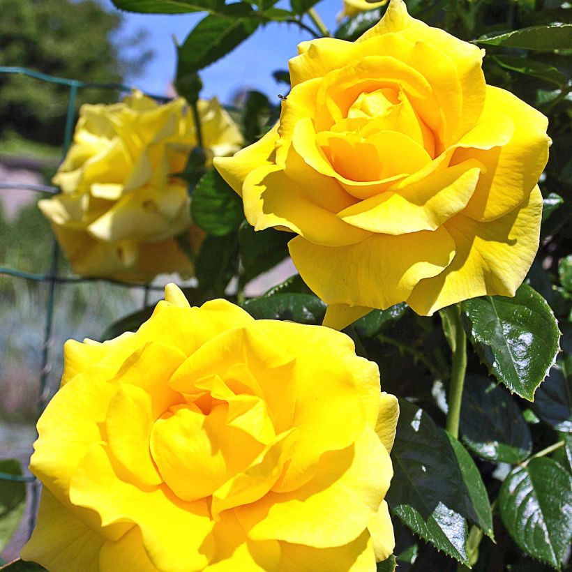 Rosa Golden Boy - Klimroos (Flowering)
